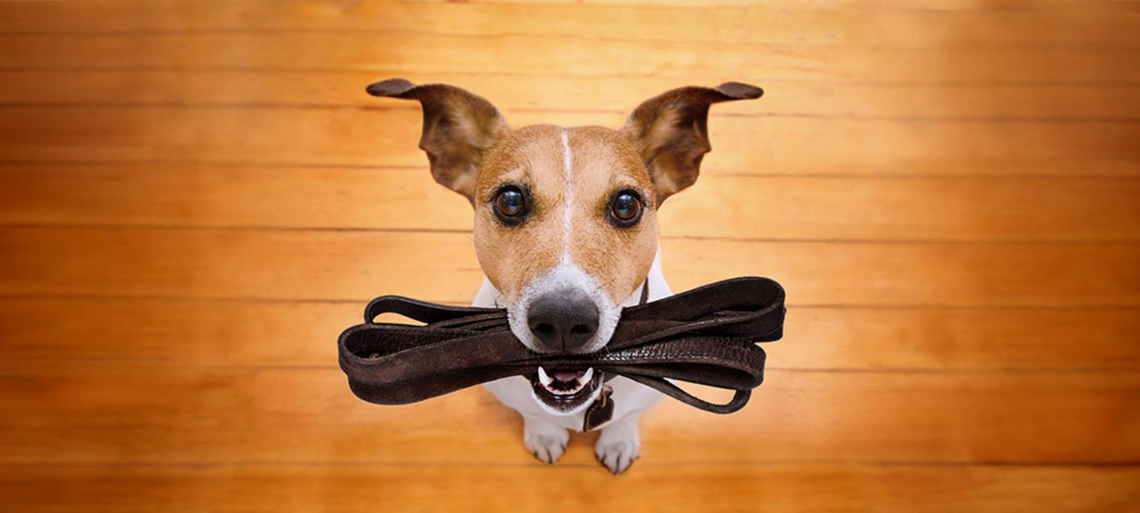 Nuevo lugar para nuestras mascotas