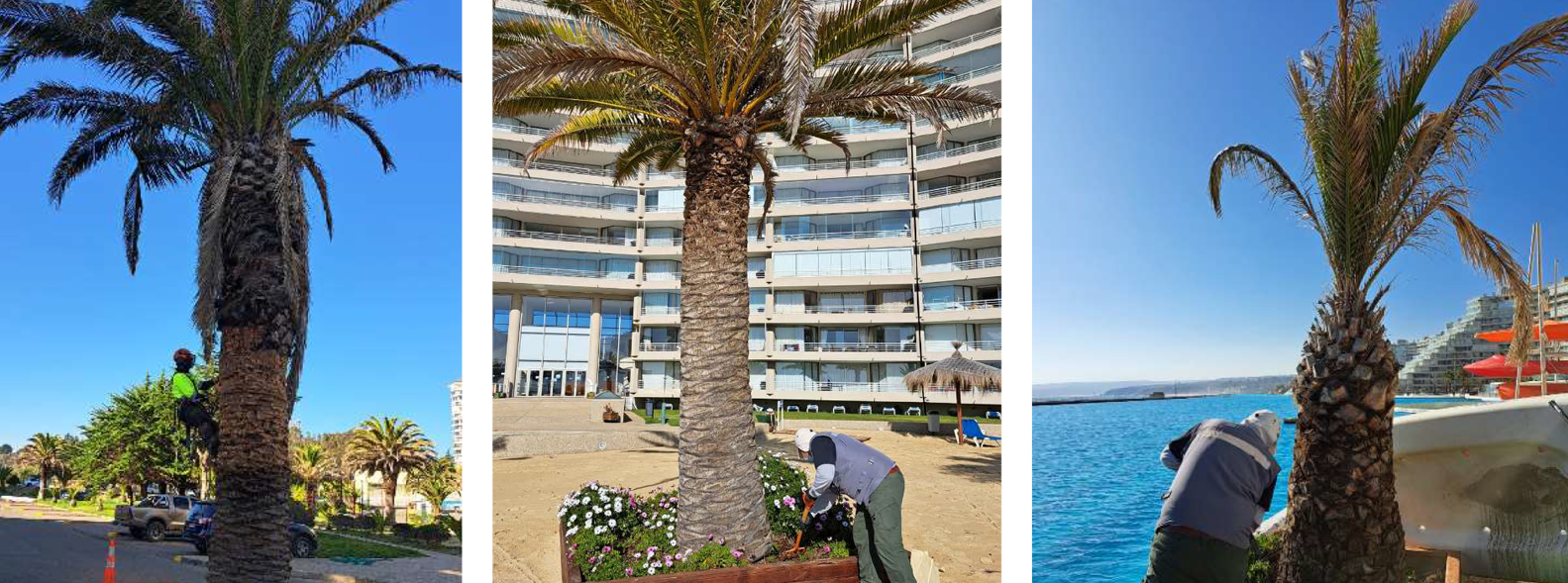 \"bannerpalmera\"