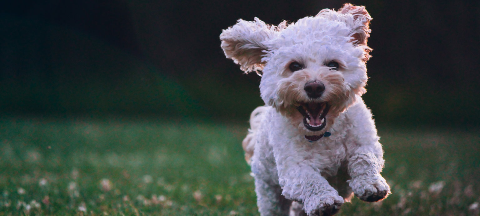 Prevención y cuidado de mascotas en SAM