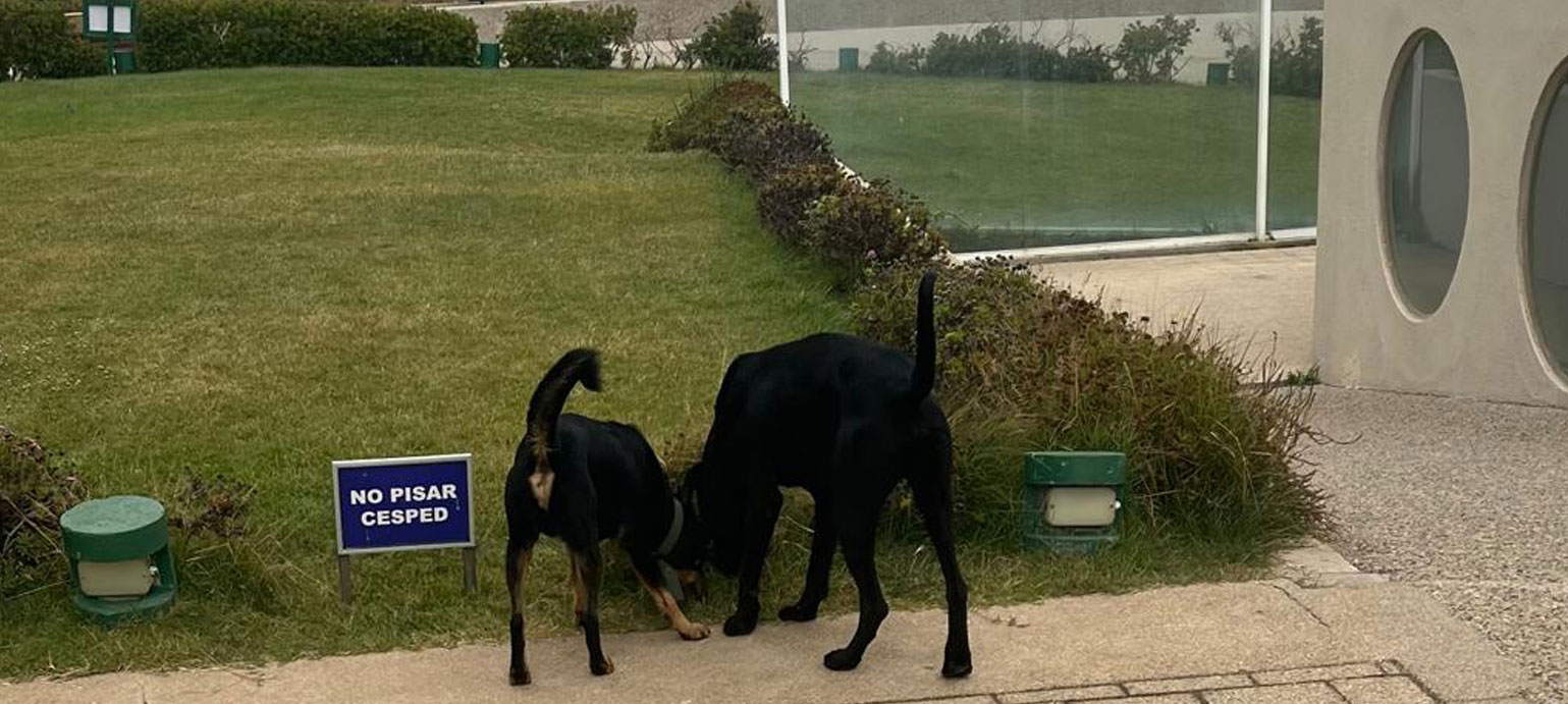Preocupados por tu seguridad y la de tus mascotas