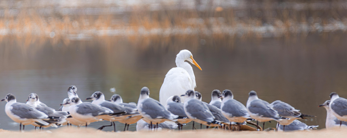 Celebremos el Día de los Humedales en Algarrobo